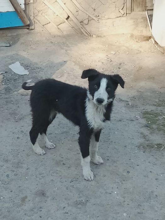 Продам самосвал для охраны дома кобель