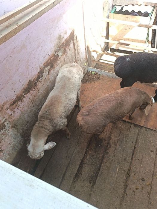 Qoʻchqorla sotiladi