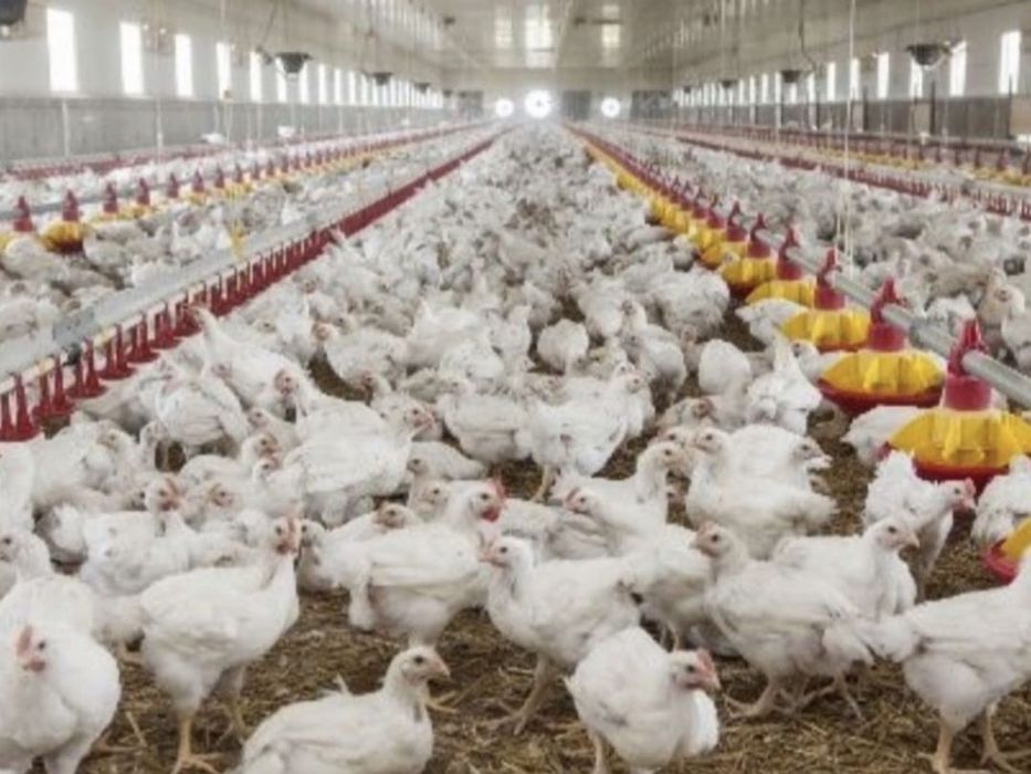 Pui Alb de carne și pui rasă mixtă Porumbac și Roșu Kabir