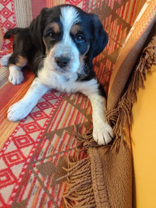 Красиво кученце бретон шпаньол