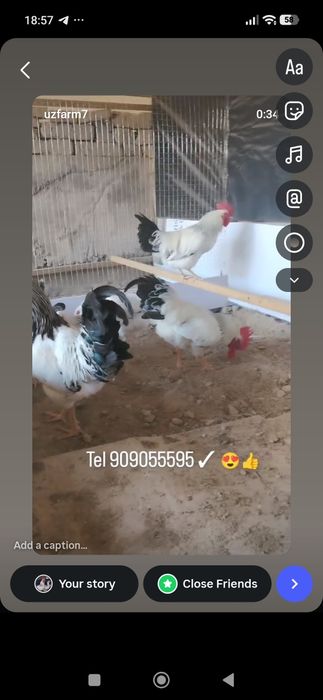 Adler uheyul Jersi va avstarlob tuhumlari bor