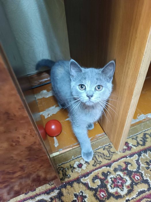 Вислоухие котята