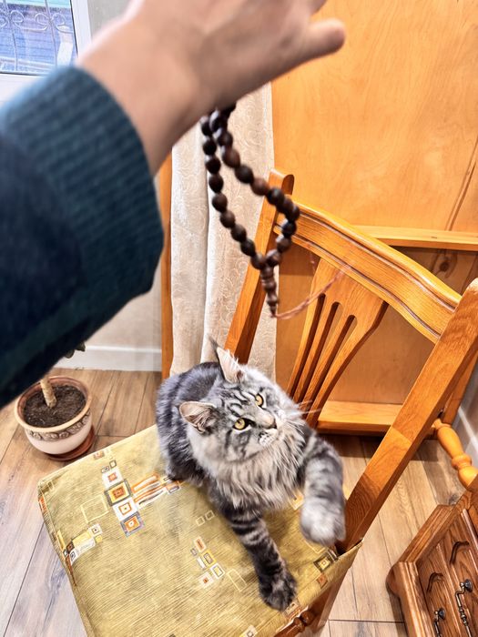 Игривый мейн кун