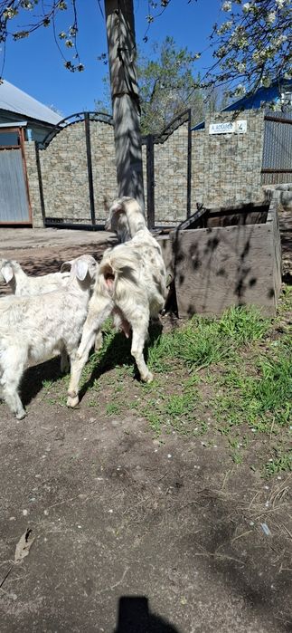 Заненский лақтар сатыдады 4  айлық