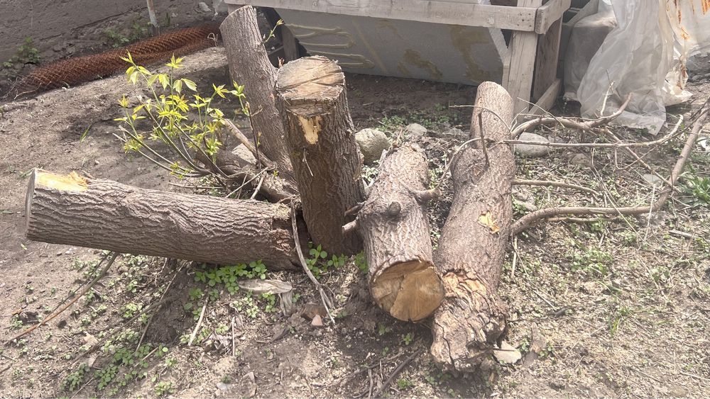 Дрова, клен, самовывоз