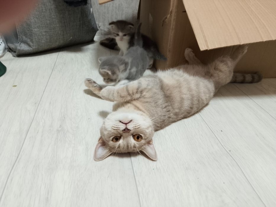Отдам кошку британку