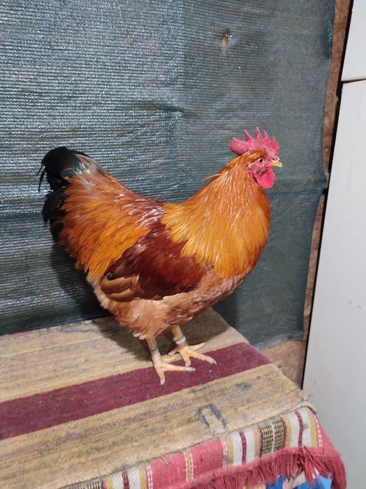 Ouă găini new hampshire negru