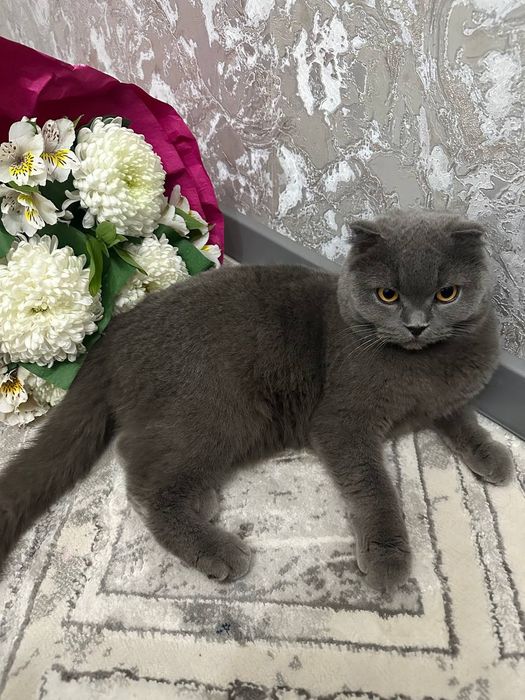 Zotdor urg‘ochi British Shorthair