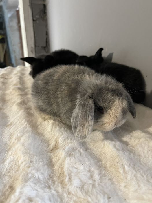 Iepurași pitici Holland lop mini lop berbec pitic