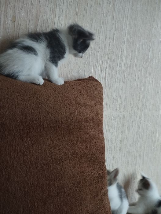 Отдам даром 4котенка,1,5 месяца