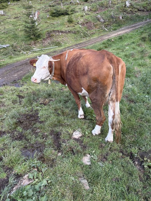 Vaca de vanzare