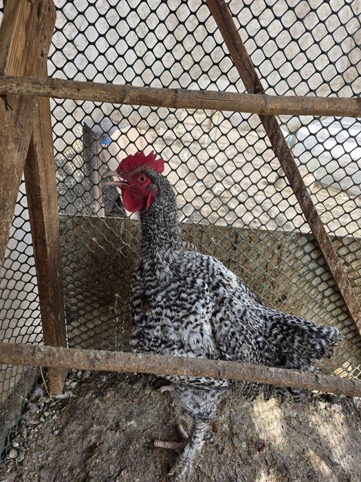 Петух породы Мехеленская