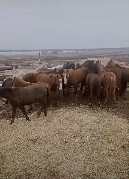 Продам жеребцов 25 голов