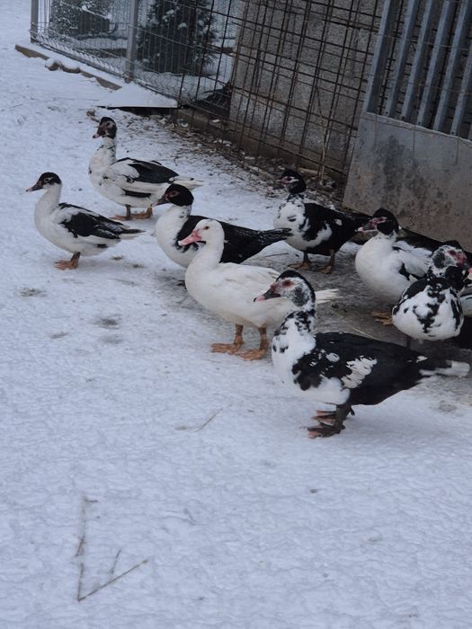 Vând  rațe si țap