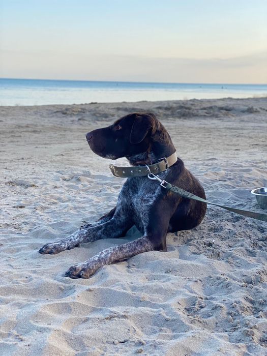 Курцхаар на вязку