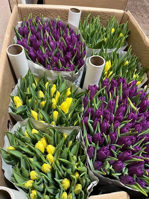 Оптом тюльпаны из Голландии