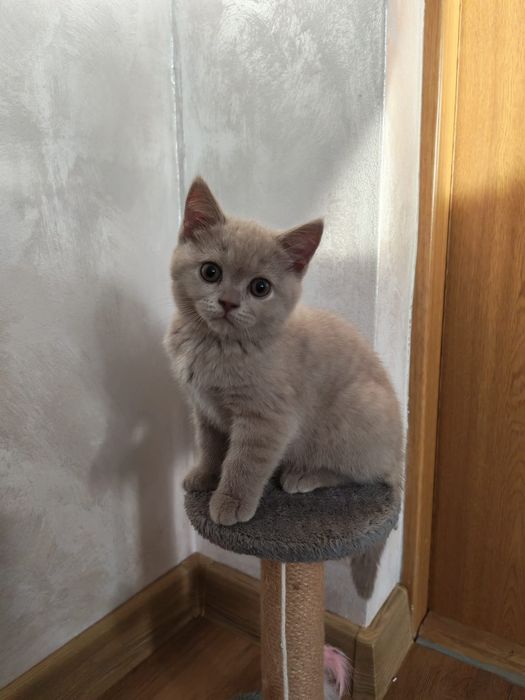 Pisicuța brithis shorthair