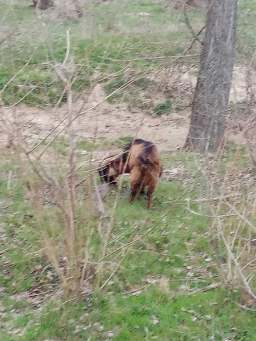 Vând țap pt reproductie