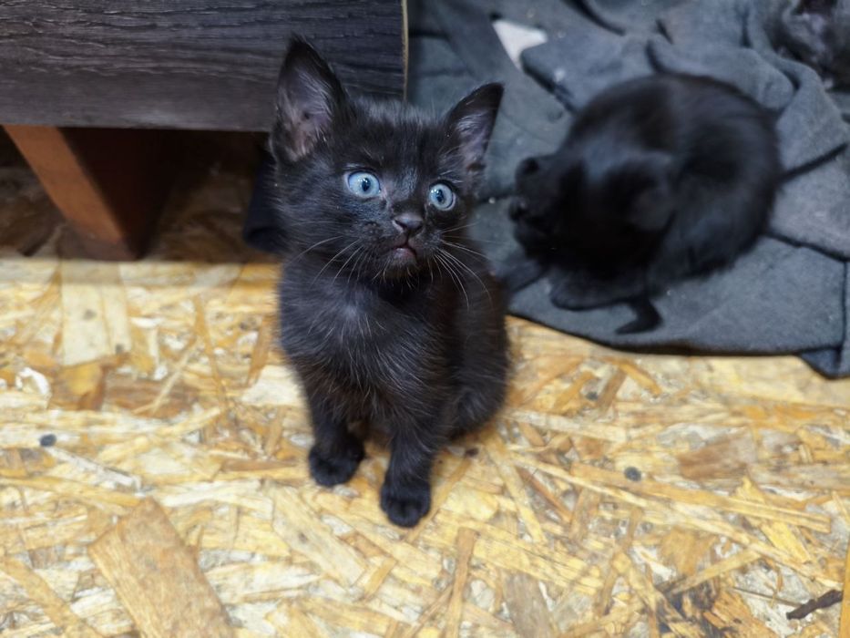 Отдадим котят в добрые руки