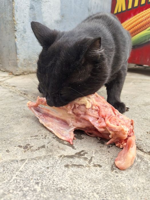 Косточки, корма для собак и кошек