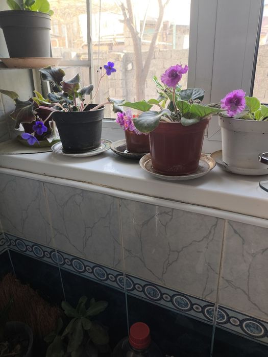 Цветущие фиалки и денежное дерево