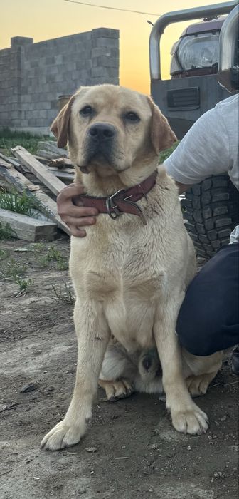 Лабрадор молодой