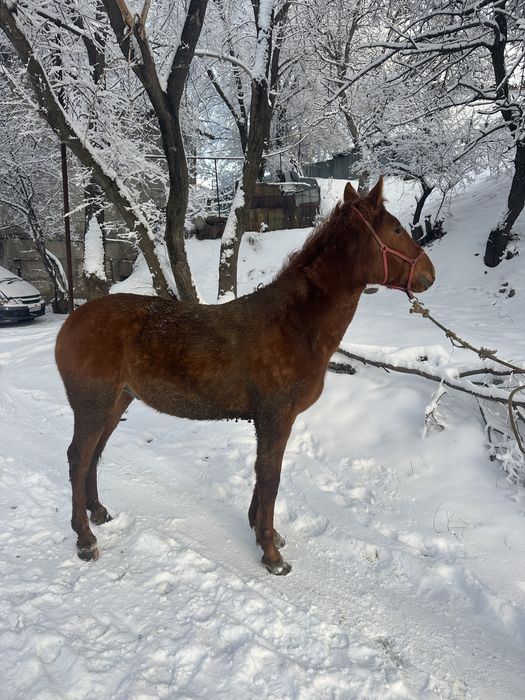 Донен сатылад    .