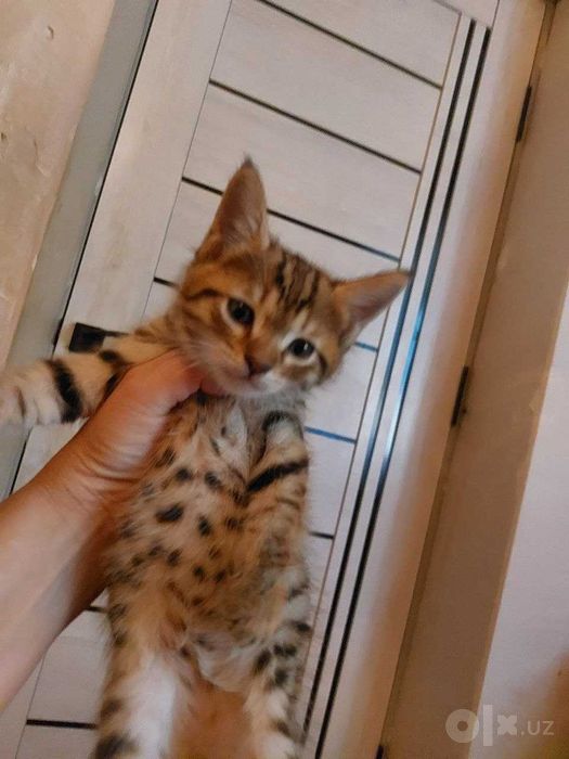 КОТЁНОК МАЛЬЧИК ДОМАШНИЙ САМЫЙ КРАСИВЫЙ  в добрые руки ласковый робкий