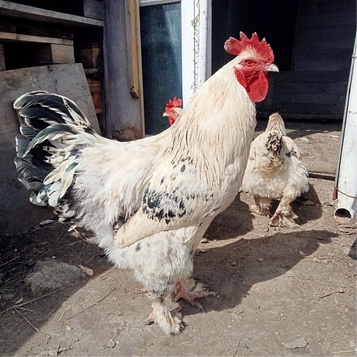 Продам петуха Ломан Браун