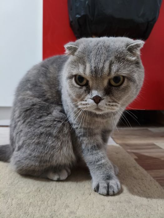 Отдам даром в добрые ручки