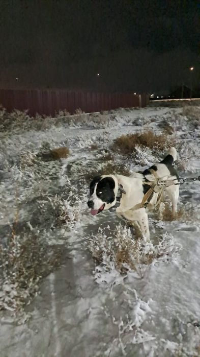 Алабай продается