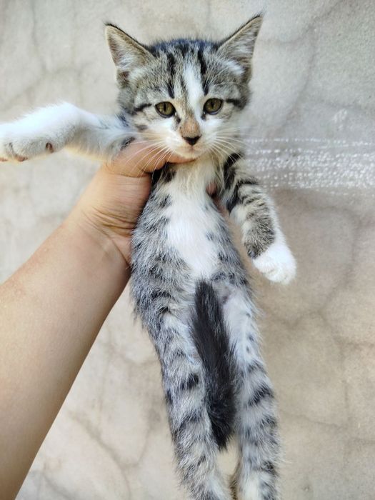 Mushuk la sotiladi 100 000 mindan 5 ta mushu