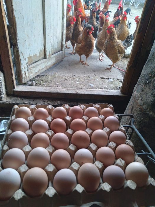 Продаётся Яйцо инкубационный