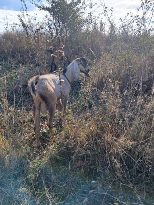 Tap anglo nubian vârsta  6 luni cauta casa noua se da la schimb si cu purcei