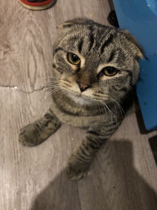 шотландский кот
