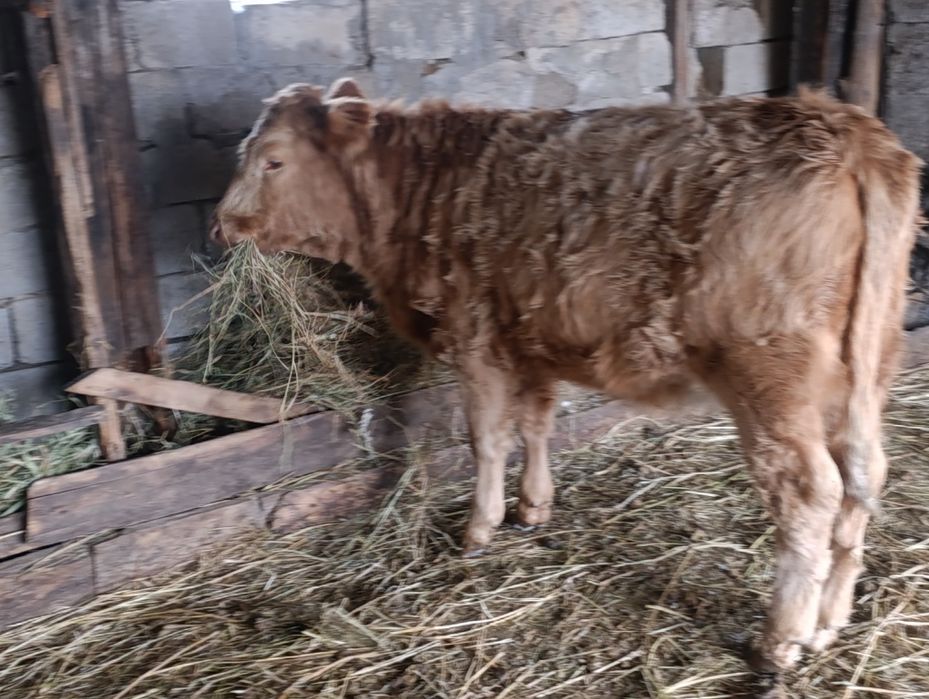 1 бас тайынша ұрғашы