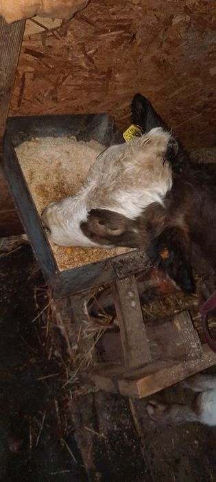 Продам корову и теленка