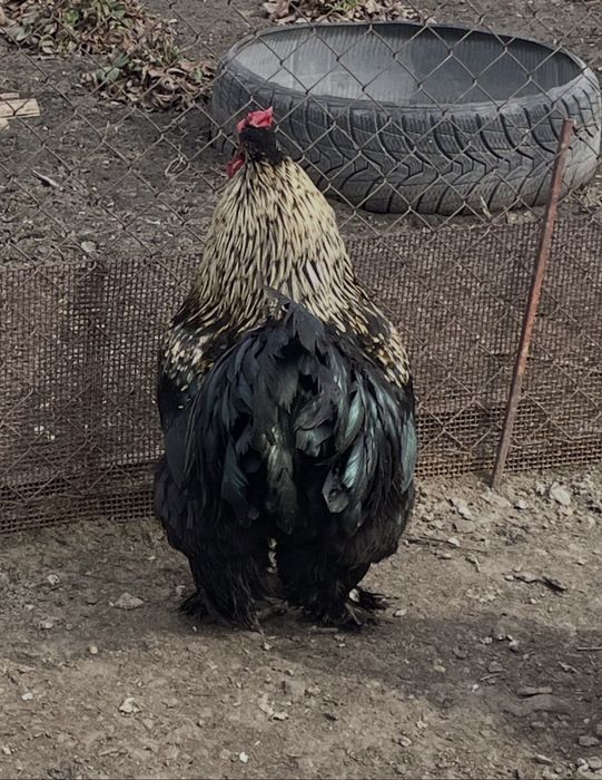 Петух Брама возраст 1год