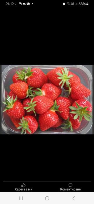 Продавам разсад ягоди и малини