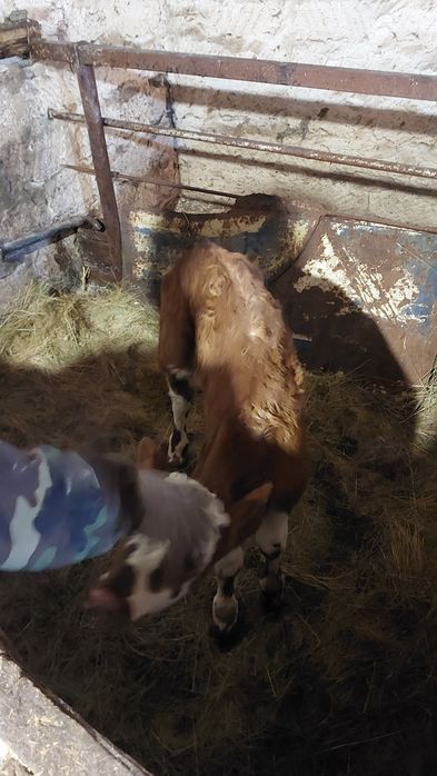 Продам телёнка бычок