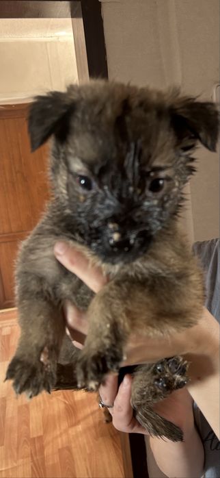 Отдам щенят в хорошие добрые руки