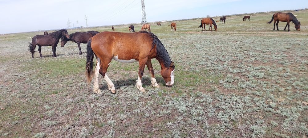 Байтал 2 жасар күйі жақсы