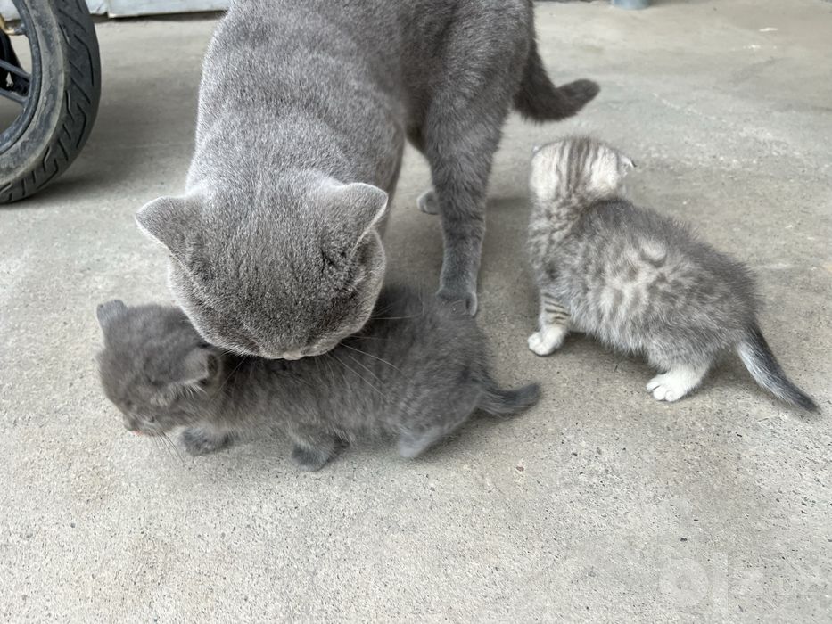 Scottish fold stray mushukcha