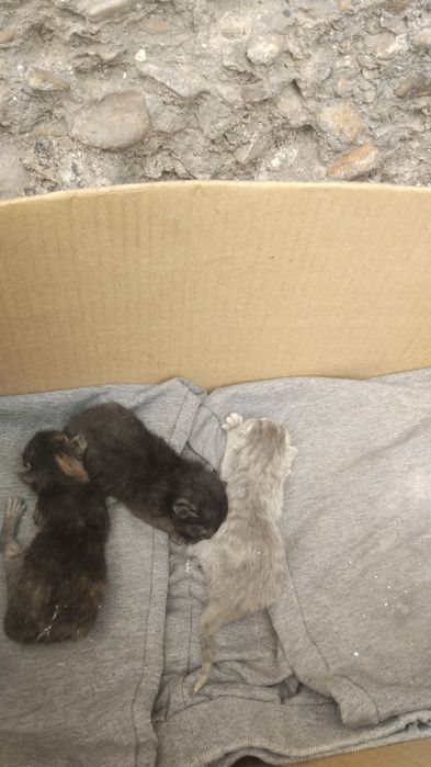 Отдам котят в добрые руки