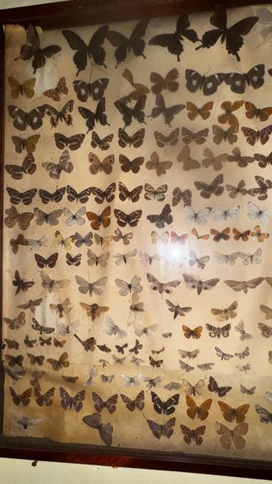 Продам коллекцию бабочек