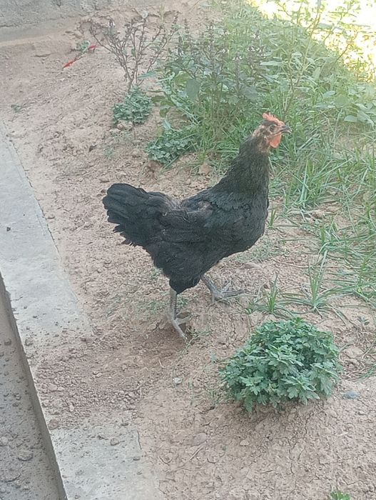 Qora shaxzoda sotiladi