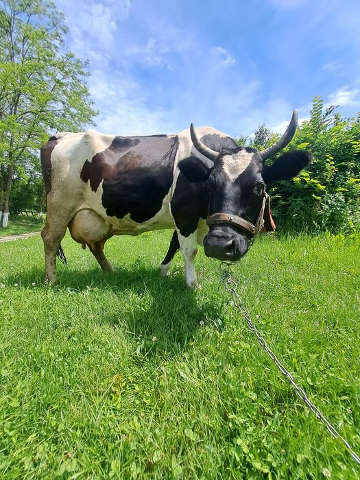 Vând vacă bună de lapte