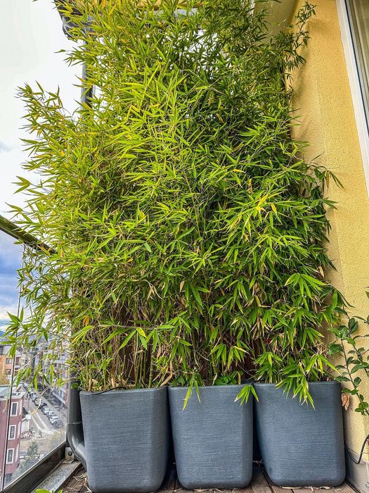 Бамбук - зимоустойчив