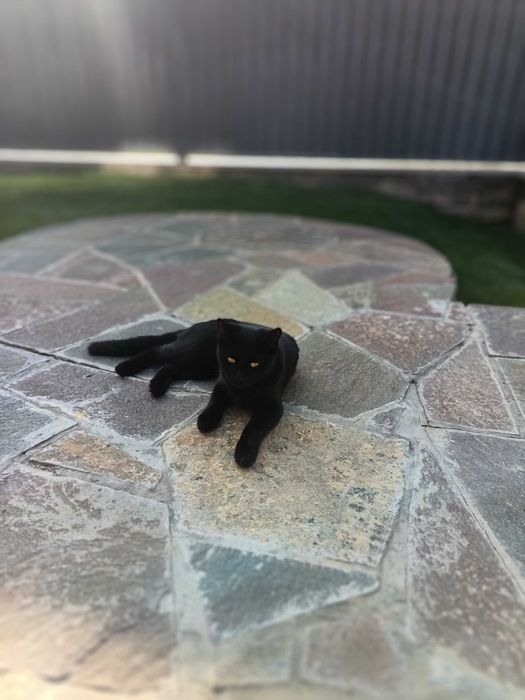 Отдам кошки котят бесплатно