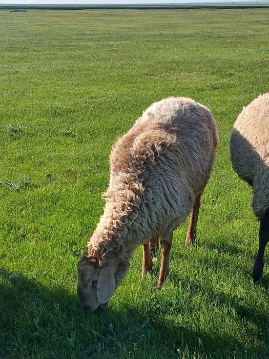 Арашан тоқты қошқарлар сатылады